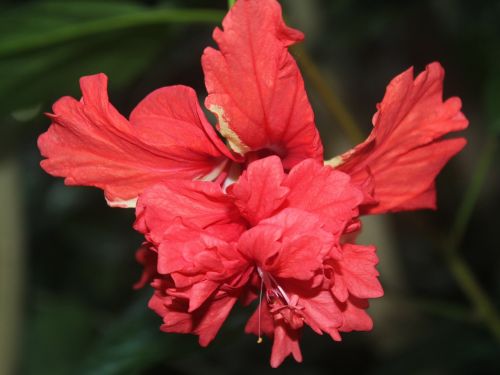 red flower beautiful