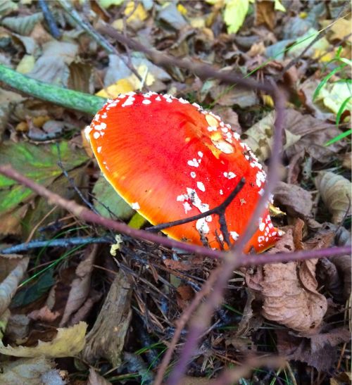 red mushroom autumn