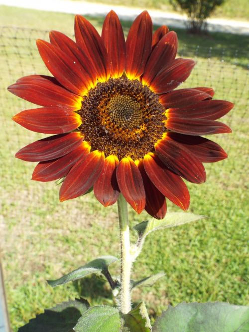 red sunflower red sunflower
