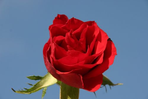 red relationship flower