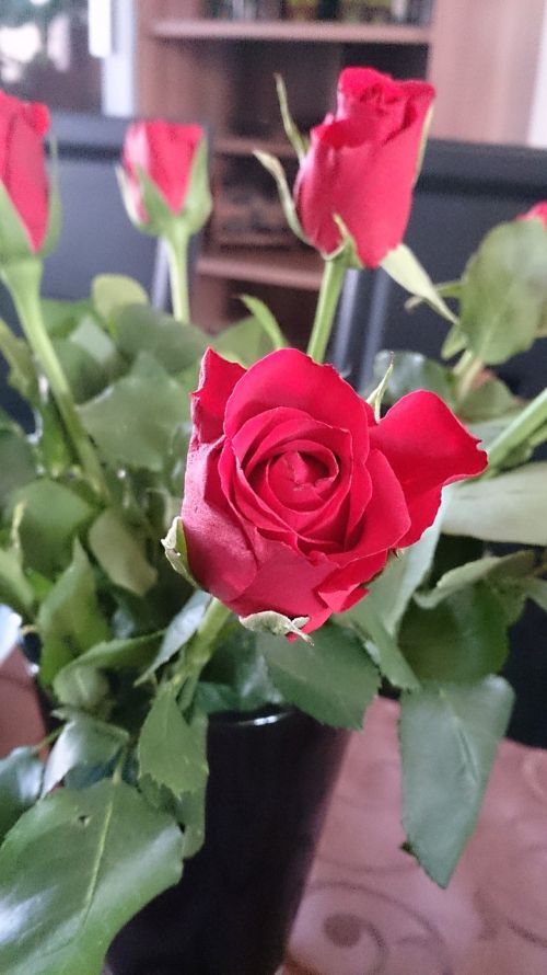 red rose red rose