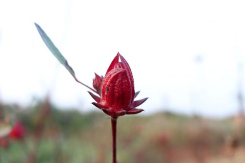 red vegetable flower food