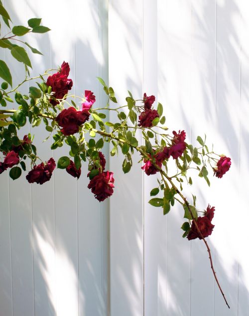 red roses bush