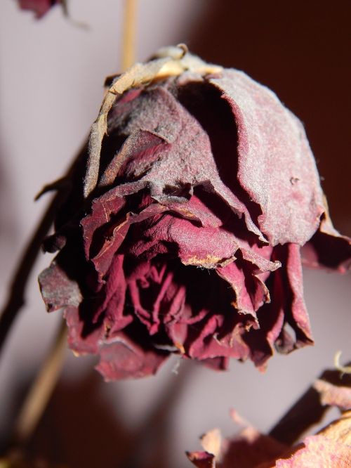 red rose dry