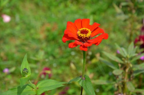 red flower red flowers