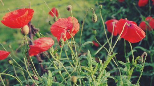 red poppies flowers