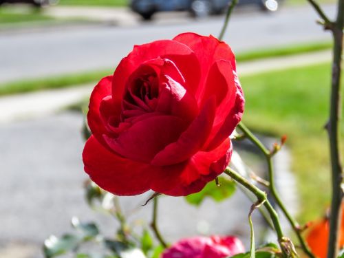 red rose flower