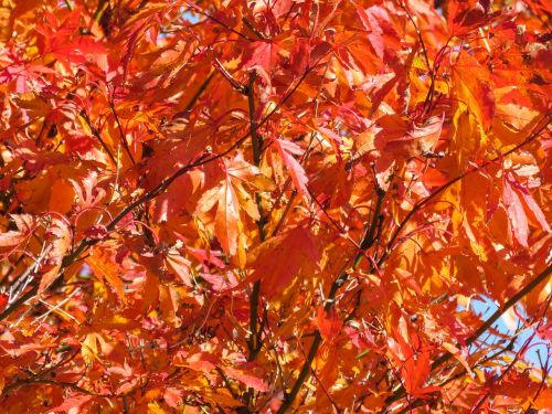 red leaves tree