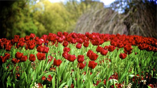 red tulips flowers