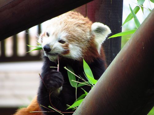 red panda red panda