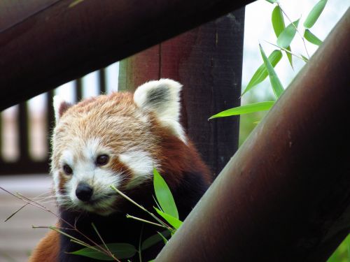 red panda red panda