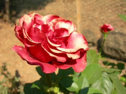 red rose original