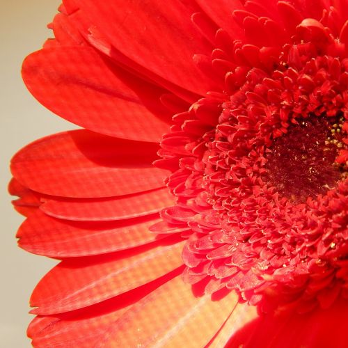 red daisy flower