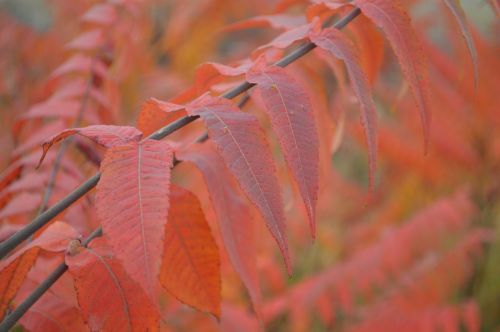 red red leaves autumn