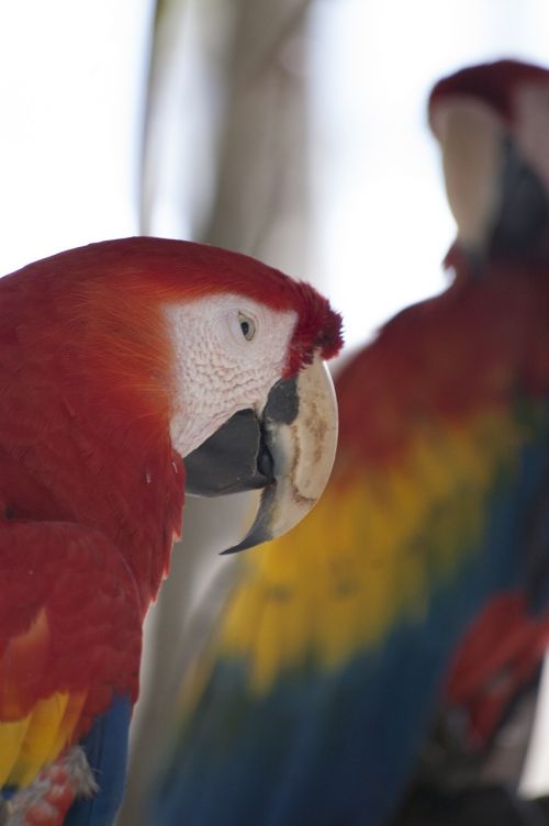red bird parrot