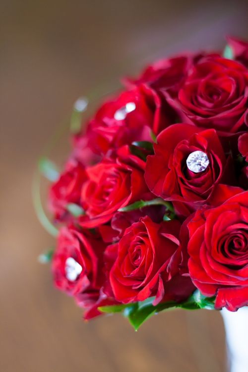 red roses bridal