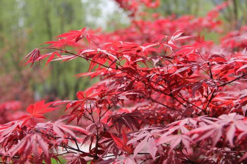 red red maple maple