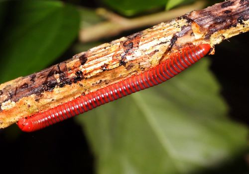red millipede worm