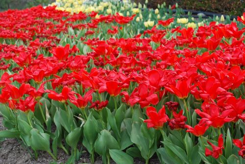 red spring springtime