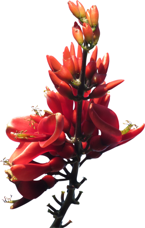 red flower australian