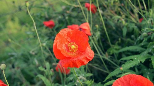 red flowers garden