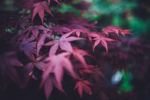 red purple leaves