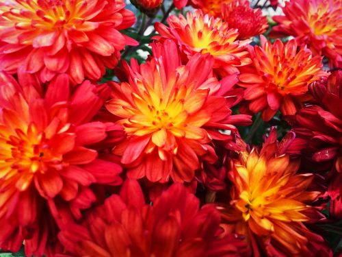 red flowers garden