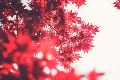 red leaves branches