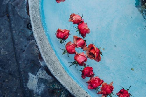 red roses flowers