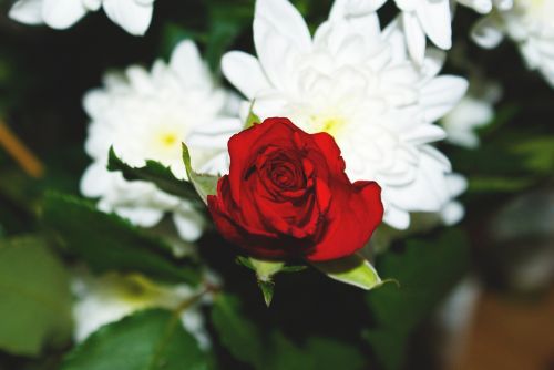 red rose flowers