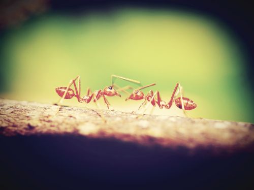 red ant closeup