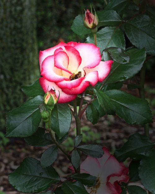 rose petals red