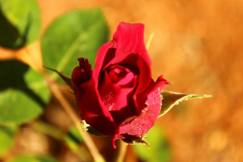 red rose closeup