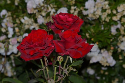 red rose wedding