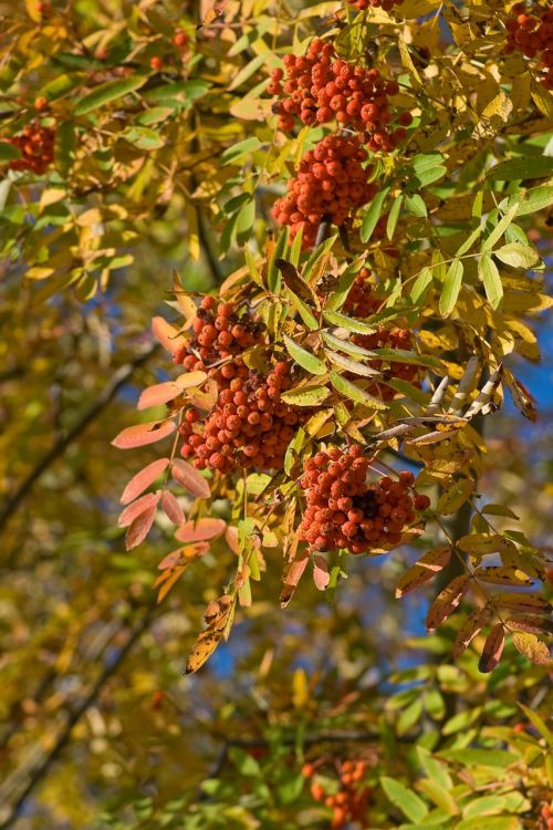 red berry mountain ash