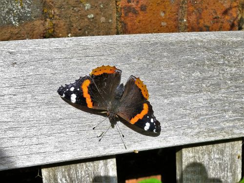 red admiral butterfly admiral