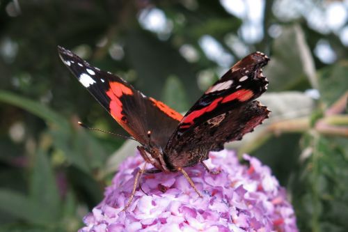 red admiral butterfly edelfalter