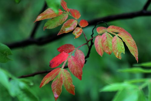 Red And Green Autumn Leaves