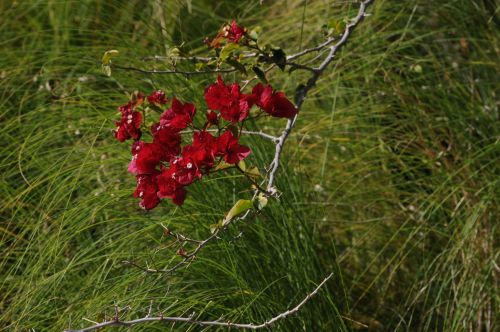 Red And Green Floral Background