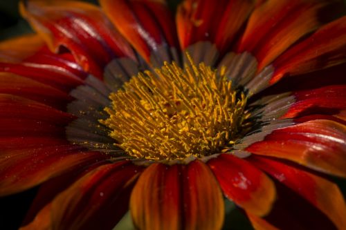 red and orange flower macro close-up