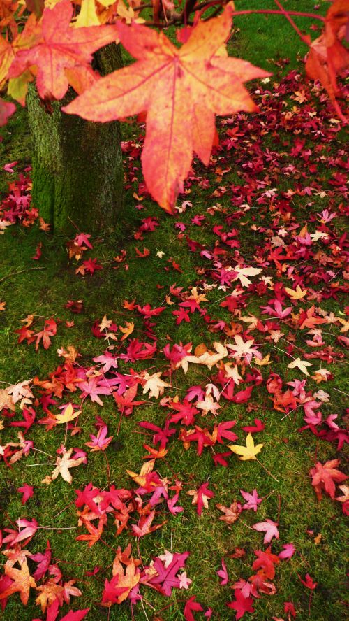 Red And Orange  Leaves