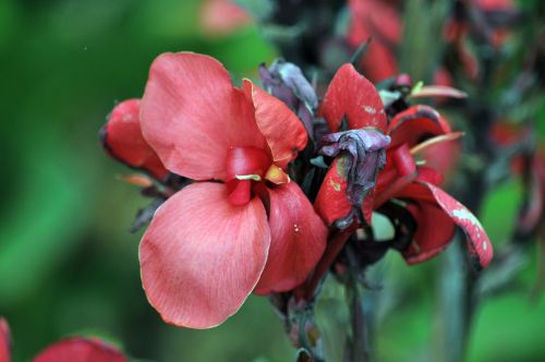 Red And Purple Iris Flower