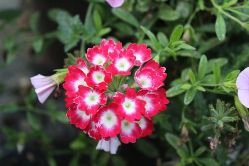 red and white flowers red flowers white flowers