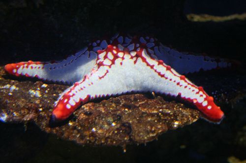 Red And White Star Fish