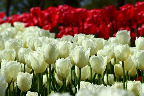 red and white tulips bulk tulips spring
