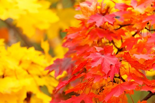 Red And Yellow Autumn Leaves