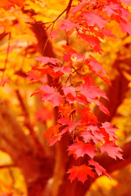 Red And Yellow Autumn