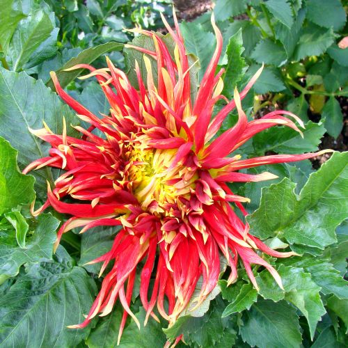 Red And Yellow Chrysanthemum