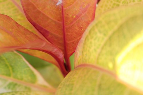 Red And Yellow Leaves