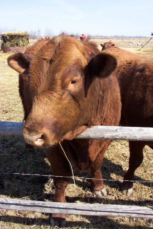 Red Angus Bull